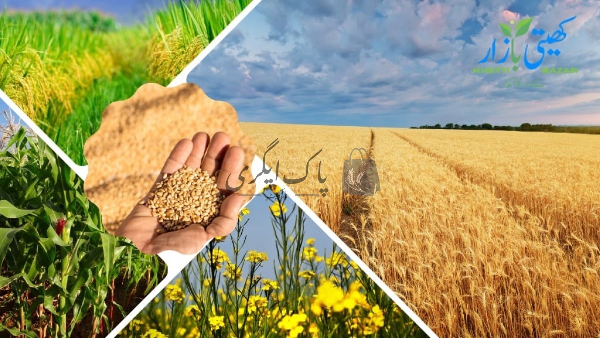 کھیتی بازار |  اٹهاره ہزارى