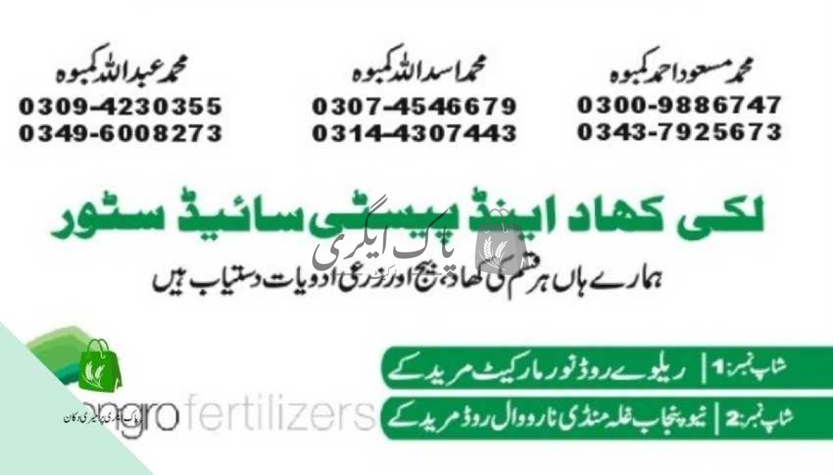 پاک اگری مارکیٹ